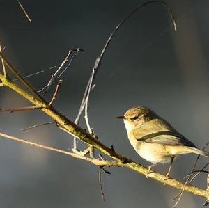 Common Chiffchaff