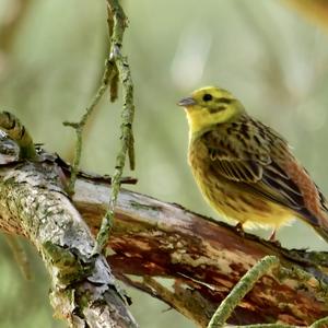 Yellowhammer