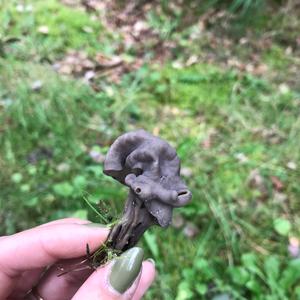 Fluted Black Helvella