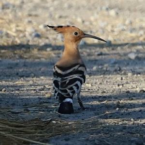 Eurasian Hoopoe