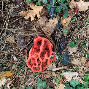 Red Cage Fungus