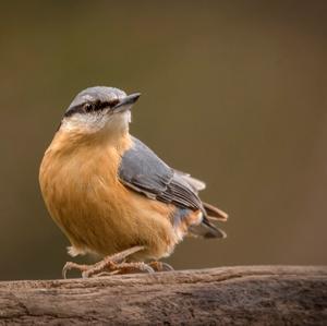 Wood Nuthatch