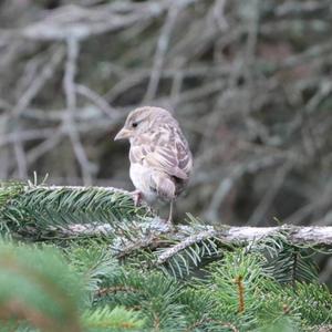 House Sparrow