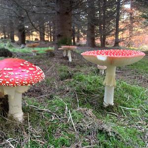 Fly Agaric