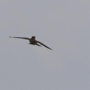 Eurasian Skylark