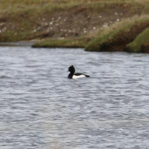 Tufted Duck