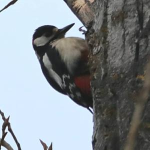 Great Spotted Woodpecker