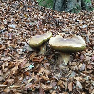 King Bolete