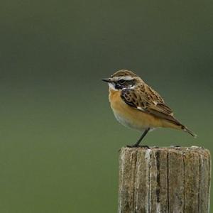 Whinchat