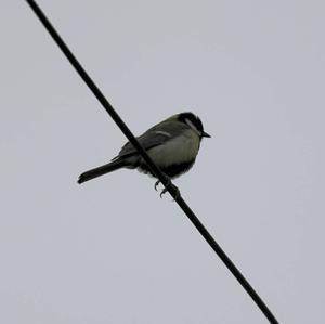 Great Tit