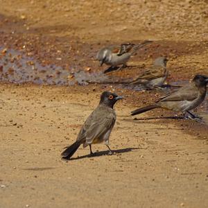 Red-eyed Bulbul