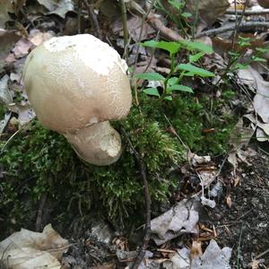 Unknown Species