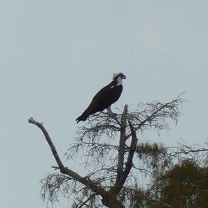 Osprey