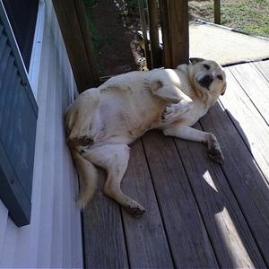 Unknown Breed