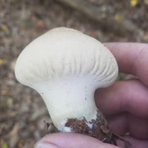 Pestle-shaped Puffball