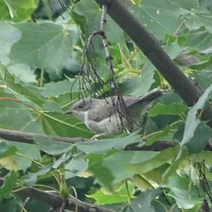 Lesser Whitethroat