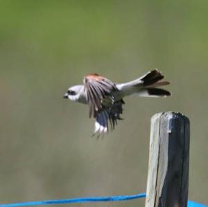 Red-backed Shrike