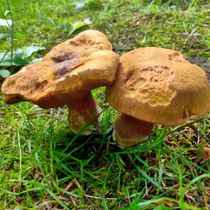 Lurid Bolete