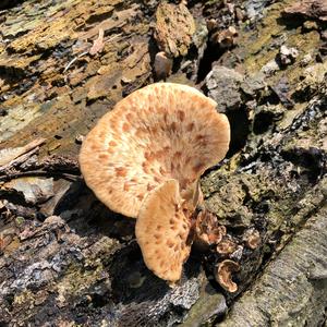 Dryad`s Saddle