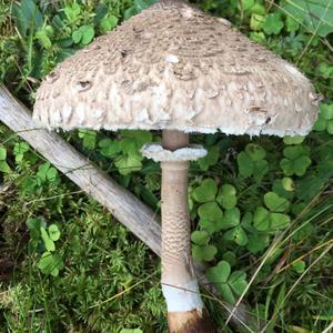 Parasol Mushroom
