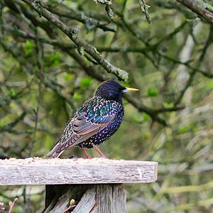 Common Starling