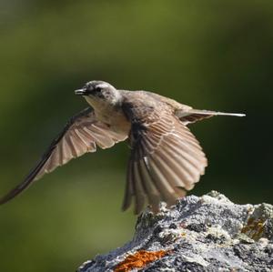 Hedge Accentor