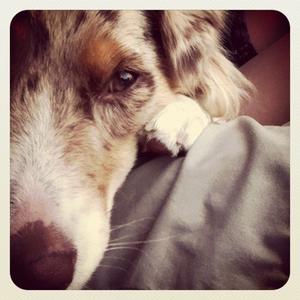 Australian Shepherd