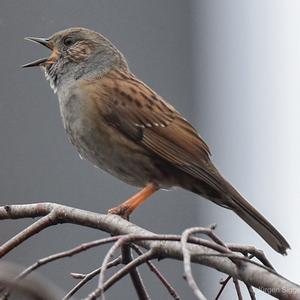 Hedge Accentor