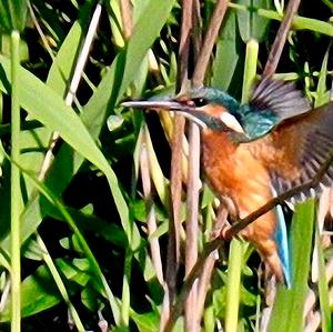 Eisvogel