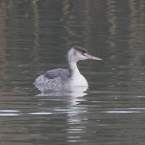 Great Crested Grebe