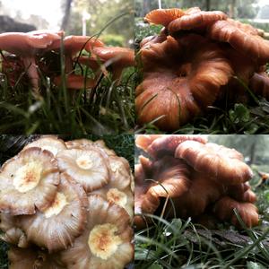 Honey Mushroom