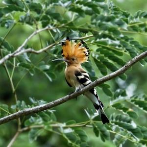 Eurasian Hoopoe