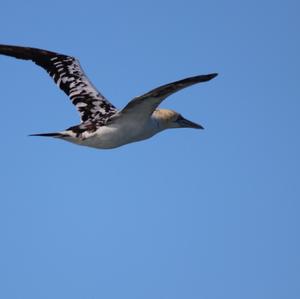 Northern Gannet