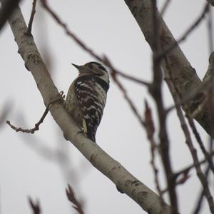 Lesser Spotted Woodpecker