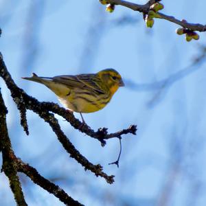 European Serin