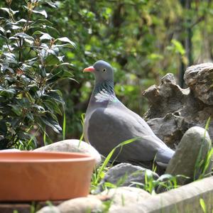 Common Wood-pigeon