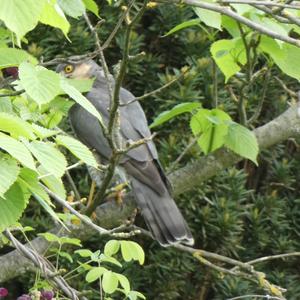 Eurasian Sparrowhawk