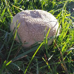 Mosaic Puffball