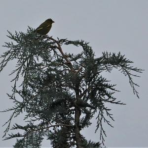 European Greenfinch