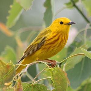 Yellow Warbler