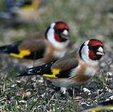 European Goldfinch