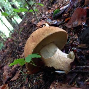 Summer Bolete