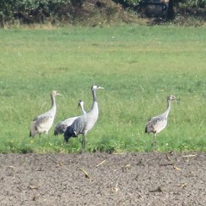 Common Crane