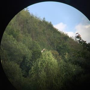 Common Kestrel