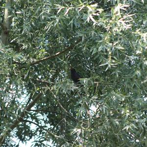 Eurasian Blackbird