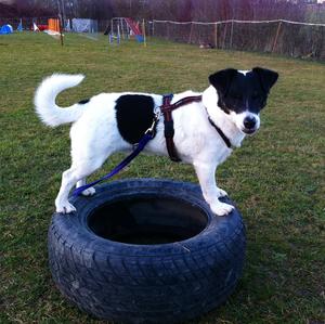 Parson Russell Terrier