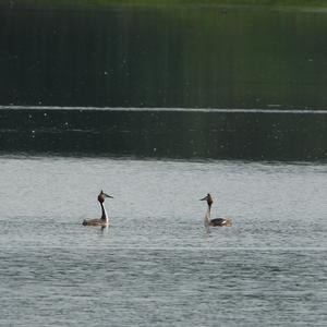 Great Crested Grebe