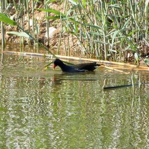 Common Moorhen