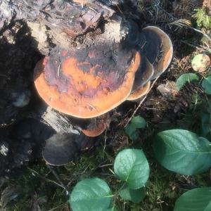 Red-belted Polypore