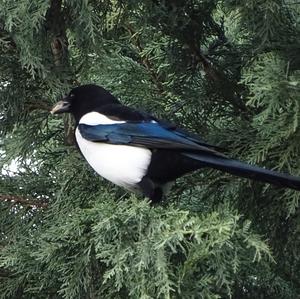 Black-billed Magpie